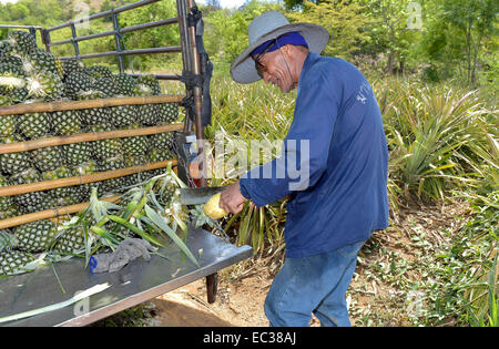 Alter Mann eine Ananas schneiden, auf einer Plantage, Hua Hin, Thailand Stockfoto