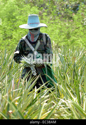 Man schneidet eine Ananas auf einer Plantage, Hua Hin, Thailand Stockfoto