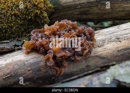 Grünen Gehirn (Tremella Foliacea) Fruchtkörper Körpern auf Toten Holz, Naturschutzgebiet Mönchbruch, Hessen, Deutschland Stockfoto