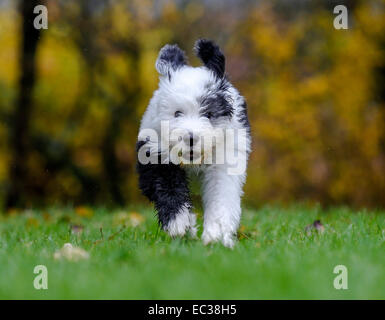 Welpe, 12 Wochen, Old English Sheepdog Stockfoto