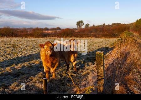 Junge Kühe auf Ackerland im Morgenlicht, County Mayo, Irland, Europa. Stockfoto