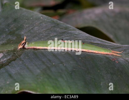 Raupe des südamerikanischen Wald Riesen Eule Schmetterling (Caligo Eurilochus) Stockfoto