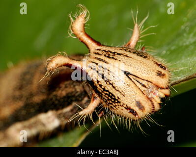 Nahaufnahme von der exotisch aussehende Raupe des südamerikanischen Wald Riesen Eule Schmetterling (Caligo Eurilochus) Stockfoto