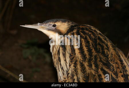 Nahaufnahme des Kopfes eine schleichende eurasischen Rohrdommel (Botaurus Stellaris) Stockfoto