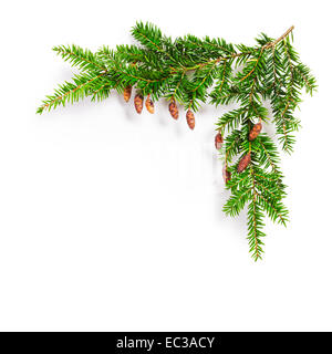 Tanne Zweig mit Zapfen. Weihnachtsthemen. Nadelwald Eibe Zweig auf weißem Hintergrund Stockfoto
