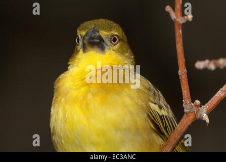 Weiblich, Spotted gesichert oder Dorf-Weber (Ploceus Cucullatus) Nahaufnahme Stockfoto