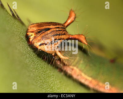 Nahaufnahme von der exotisch aussehende Raupe des südamerikanischen Wald Riesen Eule Schmetterling (Caligo Eurilochus) Stockfoto