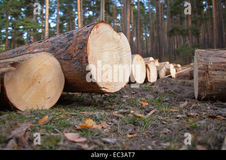 Auf dem Boden Schneiden mehrere Protokolle. Stockfoto