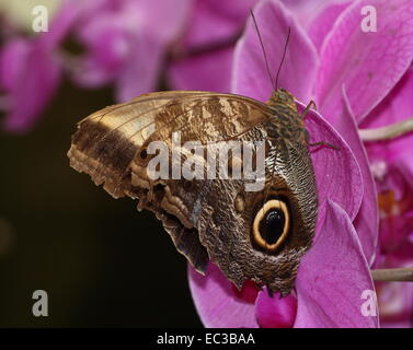 South American Forest Riesen Eule Schmetterling (Caligo Eurilochus) auf ein lila Orchidee Blume Stockfoto