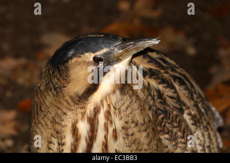 Nahaufnahme des Kopfes eine schleichende eurasischen Rohrdommel (Botaurus Stellaris) Stockfoto