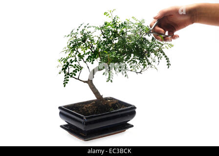 Bonsai Baum Kaufen Und Richtig Pflegen Einige Wertvolle