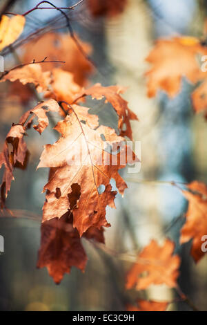Eiche mit getrockneten Blattgold. Herbst Hintergrund. Selektiven Fokus Stockfoto