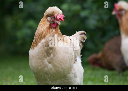 Sulmtaler Huhn Stockfoto