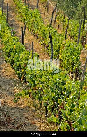 Weinbau in Italien Toskana Stockfoto