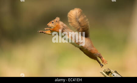 Eichhörnchen in Mitte Sprung in Wald, Yorkshire Dales, UK Stockfoto