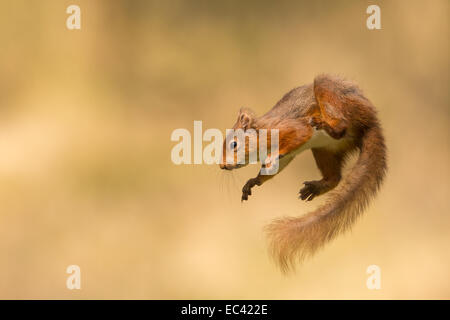 Eichhörnchen in Mitte Sprung in Wald, Yorkshire Dales, UK Stockfoto