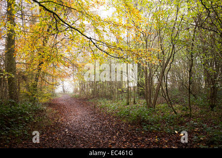 Weg durch Herbst Buche Bäume in einem englischen Waldgebiet Stockfoto
