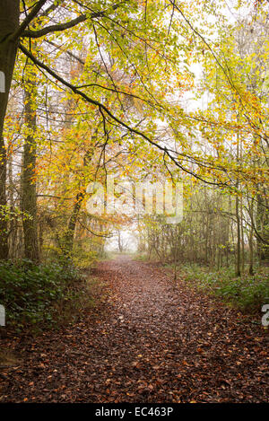 Weg durch Herbst Buche Bäume in einem englischen Waldgebiet Stockfoto