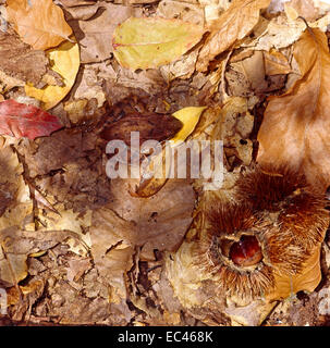 Mimikry - Springfrosch (Rana Dalmatina) Mimikry in Laubstreu im Unterholz Stockfoto