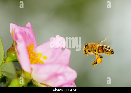 Honigbiene mit Pollen gefüllten Korb nähert sich eine Blume Stockfoto