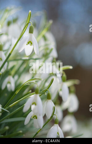 Ein Büschel von späten Winter/Frühjahr Schneeglöckchen in einer Gartenanlage mit einem Hintergrund des blauen Himmels Stockfoto