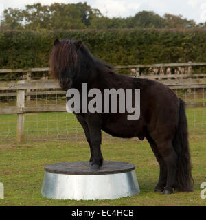 Ein schwarzes Pony seine Vorderpfoten auf einem Podest frei stehend Stockfoto