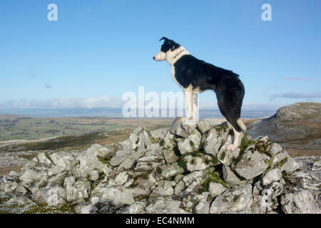 Border Collie Schäferhund stehend auf Felsen auf Moorland. Cumbria, UK Stockfoto