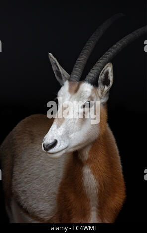 Scimitar-gehörnter Oryx (Oryx Dammah) Stockfoto