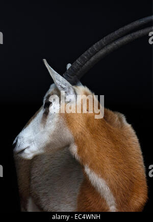 Scimitar-gehörnter Oryx (Oryx Dammah) Stockfoto