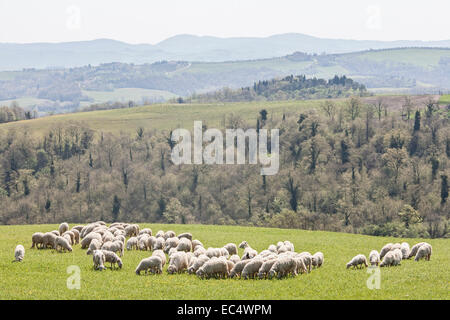 Herde von Schafen in Crete Senesi Stockfoto