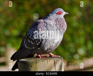 Gesprenkelte Taube/afrikanische Felsentaube (Columba Guinea) Stockfoto