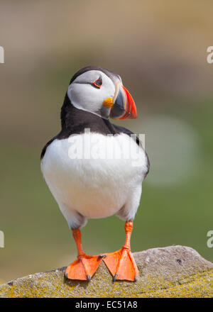 Papageitaucher Fratercula Arctica, auf Felsen, Northumberland, UK Stockfoto