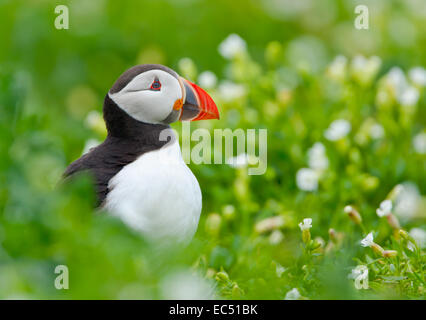 Papageitaucher Fratercula Arctica im Meer Campion Blumen Stockfoto