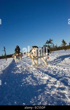 Im englischen Wagen Hunde mit einem Schlitten Hund laufen in Kiruna, Schweden Stockfoto