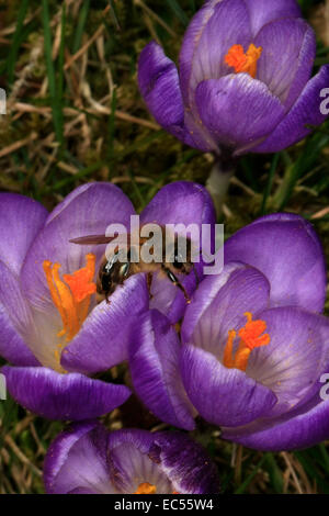 Eine Honigbiene besucht eine Krokus Blume. Der Krokus ist eine früh blühende Pflanze, die Blüten in der Zeit von Februar bis März öffnet. Foto: Klaus Nowottnick Datum: 8. März 2014 Stockfoto