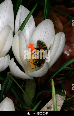 Eine Honigbiene besucht eine Krokus Blume. Der Krokus ist eine früh blühende Pflanze, die Blüten in der Zeit von Februar bis März öffnet. Foto: Klaus Nowottnick Datum: 8. März 2014 Stockfoto