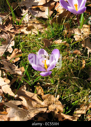 Eine Honigbiene besucht eine Krokus Blume. Der Krokus ist eine früh blühende Pflanze, die Blüten in der Zeit von Februar bis März öffnet. Foto: Klaus Nowottnick Datum: 8. März 2012 Stockfoto
