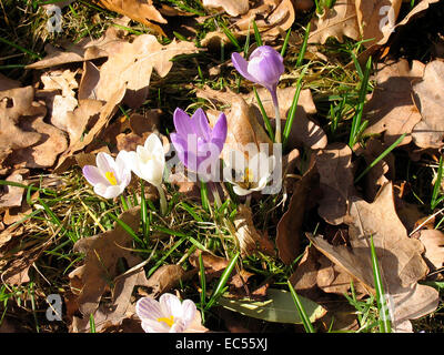 Eine Honigbiene besucht eine Krokus Blume. Der Krokus ist eine früh blühende Pflanze, die Blüten in der Zeit von Februar bis März öffnet. Foto: Klaus Nowottnick Datum: 8. März 2012 Stockfoto