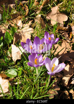 Eine Honigbiene besucht eine Krokus Blume. Der Krokus ist eine früh blühende Pflanze, die Blüten in der Zeit von Februar bis März öffnet. Foto: Klaus Nowottnick Datum: 8. März 2012 Stockfoto