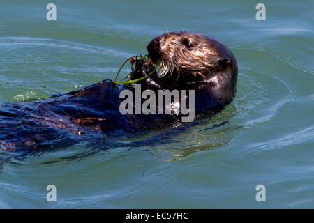 Seeotter (Enhydra Lutris) Schwimmen im Ozean in San Simeon, Kalifornien, USA im Juli Stockfoto