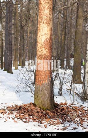 Dryocopus Martius, Schwarzspecht. Russland, Moskau Timirjazevsky Park. Stockfoto