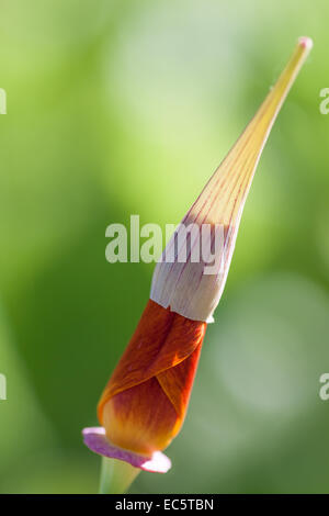 Kalifornische Mohn vor der Blüte Stockfoto