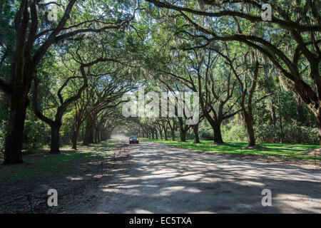 Eiche Avenue auf Wormsley Plantage an einem sonnigen Nachmittag in Savannah, GA Stockfoto