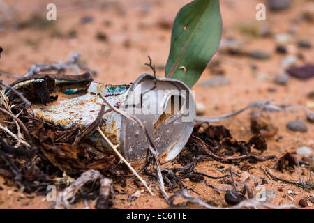 alte Flasche an einem Sandstrand am Ufer des Lake Powell Arizona zerlegen Stockfoto