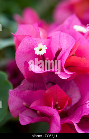 Bougainvillea Spectabilis Hochblätter und Blumen. Stockfoto