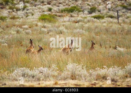 Ein Mob von Kängurus unter Weidegras auf einem Hügel am Fraser Range Schaffarm, Western Australia. Stockfoto