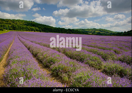 Lavendelfelder in Lullingstone in der Kent Darent Tal. Stockfoto