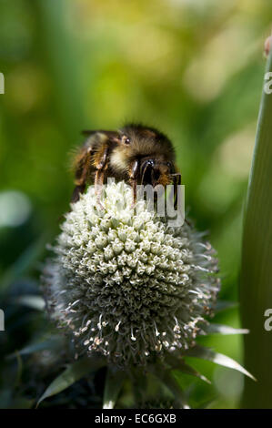 Vestal Kuckuck Bee - Bombus Psithyrus vestalis Stockfoto