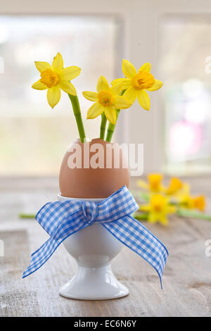 Narzissen in Eierschale Stockfoto