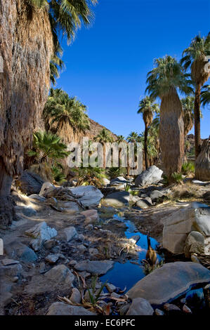 Indian Canyons in Palm Springs Stockfoto